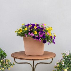 Finger Paints - Easyplanter for hanging baskets & patio pots