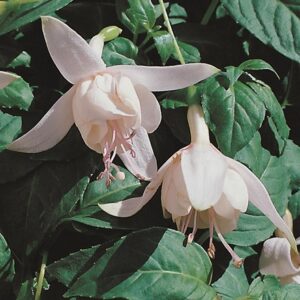 Fuchsia Happy Wedding Day