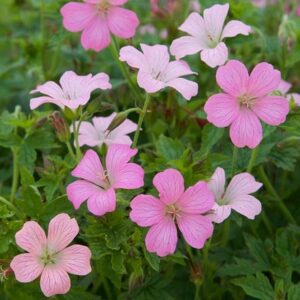 Geranium × oxonianum Rose Clair