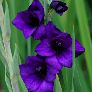 Gladiolus Purple Flora