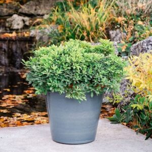 Grey tree pot