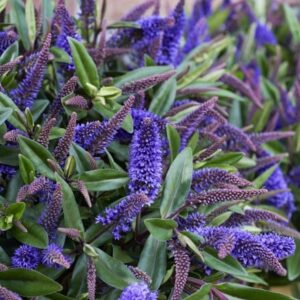 Hebe Addenda Purple (Addenda Series)