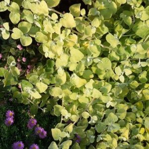 Helichrysum Gold