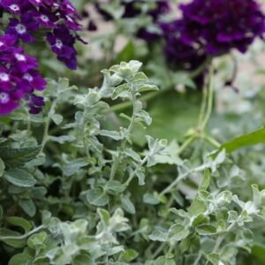 Helichrysum Silver Mist
