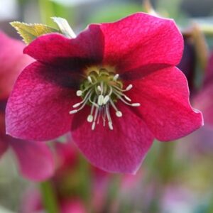 Helleborus × hybridus Harvington red