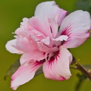 Hibiscus syriacus Blushing Bride