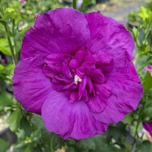 Hibiscus syriacus Purple Chiffon ('Rwoods8') (PBR) (Chiffon Series)