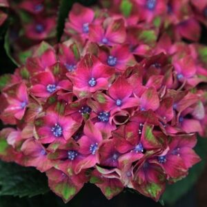 Hydrangea macrophylla Glam Rock ('Horwack') (PBR)