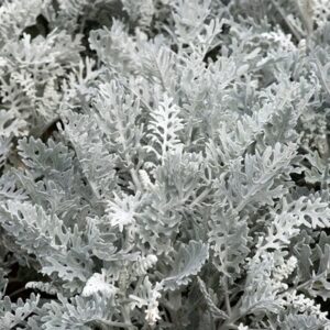 Jacobaea maritima Silver Dust