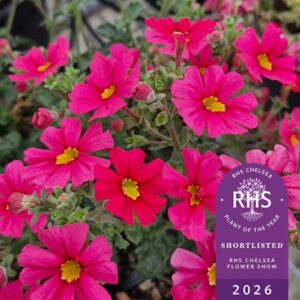 Jamesbrittenia Jammin' Coral