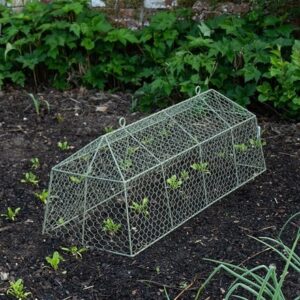 Long tent cloche