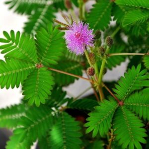 Mimosa pudica