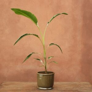 Musa Florida Variegata