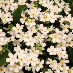 Myosotis sylvatica Sylvia White