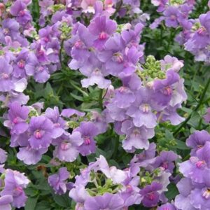 Nemesia Mirabelle