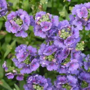 Nemesia Myrtille ('Fleurmyr') (PBR)