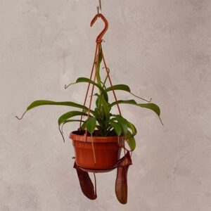 Nepenthes Bill