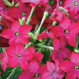 Nicotiana Cuba Rose