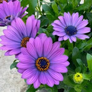 Osteospermum Dalina Lavender Blue