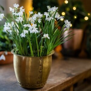 Perfumed paperwhites in large pot
