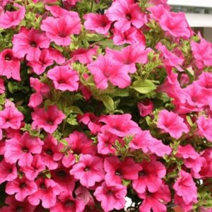 Petunia Surfinia Hot Pink (Surfinia Series)