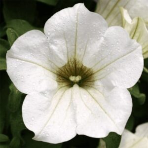 Petunia Surfinia White ('Kesupite') (Surfinia Series)