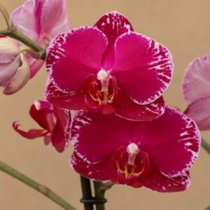 Phalaenopsis Asian Violin