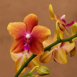 Phalaenopsis Bolgheri