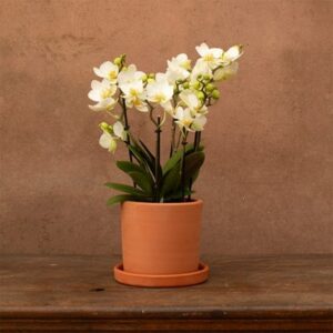 Phalaenopsis Boquetto Beauty
