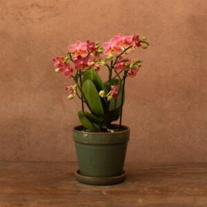 Phalaenopsis Boquetto Charme