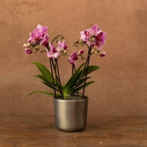 Phalaenopsis Boquetto Delight