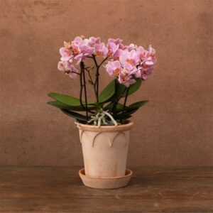 Phalaenopsis Boquetto Romantico
