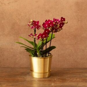 Phalaenopsis Boquetto Temptation