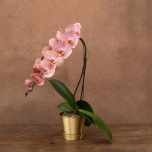 Phalaenopsis Formidablo Cameron Falls