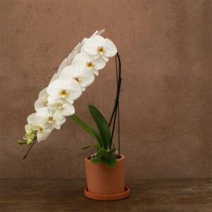 Phalaenopsis Formidablo Niagra Falls