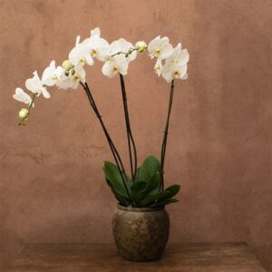 Phalaenopsis Fortuno Alto