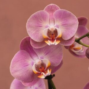 Phalaenopsis Honey Peach