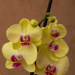 Phalaenopsis Miraflore