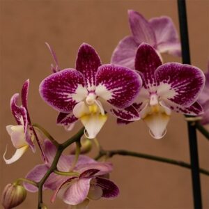 Phalaenopsis Nantes