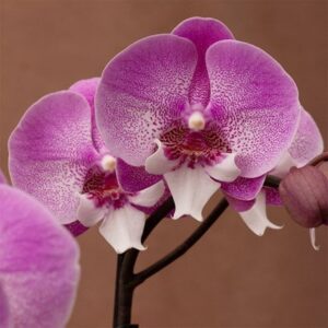 Phalaenopsis Optistar Hendrix