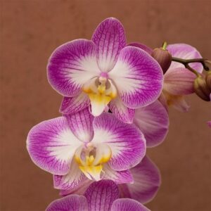 Phalaenopsis Split