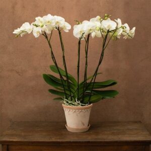 Phalaenopsis Theatro Classico