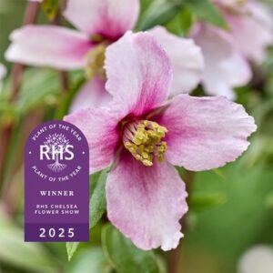 Philadelphus Petite Perfume Pink ('P1') (PBR)