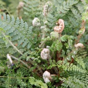 Polystichum setiferum (Divisilobum Group) Herrenhausen