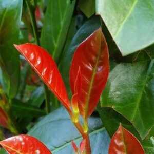Prunus laurocerasus On Fire (PBR)