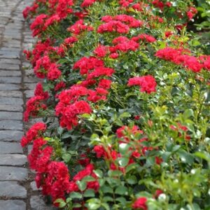 Rosa Flower Carpet Cherry