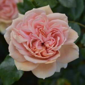 Rosa Joie de Vivre ('Korfloci 01') (PBR)