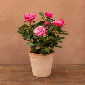 Rosa Passion Pink