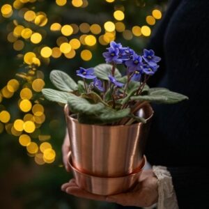 Saintpaulia Light Blue