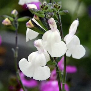 Salvia Cool Cream (PBR)